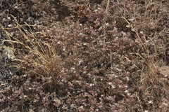 Dudleya blochmaniae blochmaniae