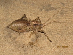 Enyaliopsis