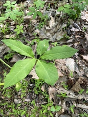 Arisaema quinatum
