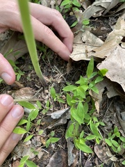 Arisaema quinatum