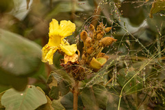 Markhamia obtusifolia