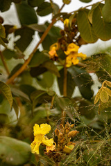 Markhamia obtusifolia