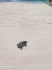 Catapiestus subrufescens