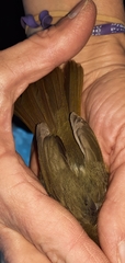 Geothlypis trichas