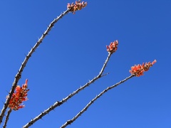 Fouquieria splendens
