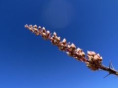Fouquieria splendens