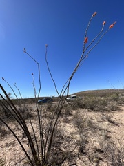 Fouquieria splendens