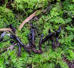Geoglossum difforme