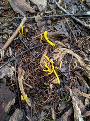 Clavulinopsis helvola