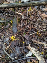 Clavulinopsis helvola