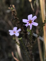 Jamesbrittenia aspalathoides