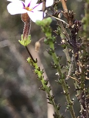 Jamesbrittenia aspalathoides