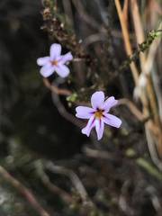 Jamesbrittenia aspalathoides