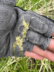 Carex brizoides