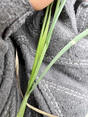 Carex brizoides