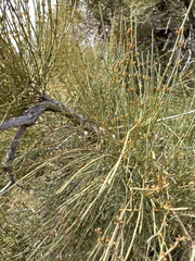 Ephedra fragilis