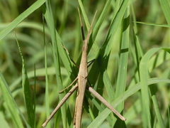 Acrida turrita