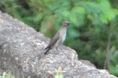 Aplonis panayensis