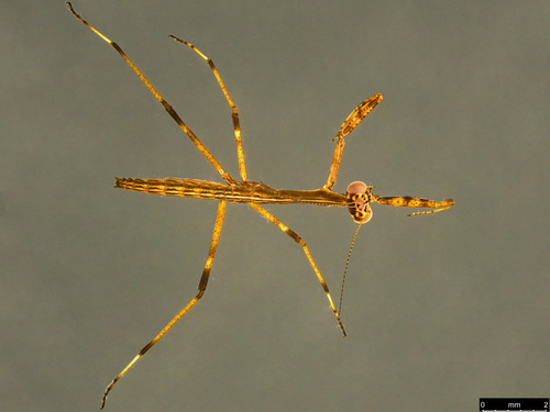 Australian Stick Mantis photo 3