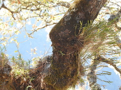 Isochilus bracteatus