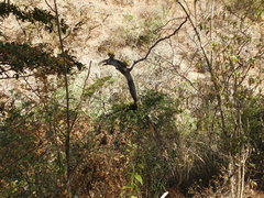 Pleurothallis quadrifida