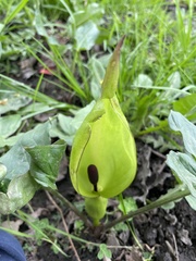 Arum maculatum