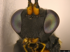 Hyposoter