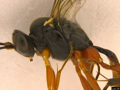 Hyposoter
