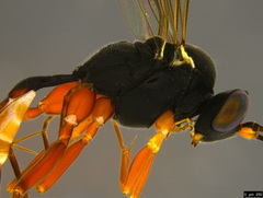 Hyposoter