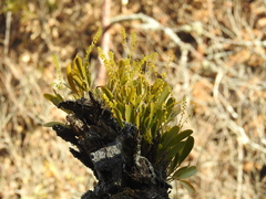 Pleurothallis quadrifida