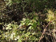 Podachaenium eminens