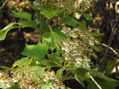 Podachaenium eminens