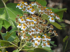 Podachaenium eminens