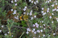 Hemaris tityus