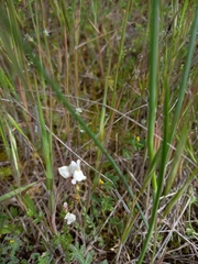 Linaria amethystea