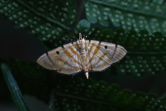 Notarcha tigrina