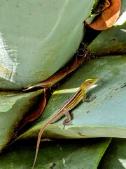 Anolis callainus