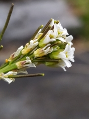 Arabis ciliata