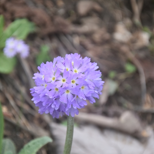 Primula denticulata (Primula denticulata)