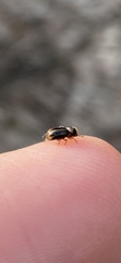 Trypodendron signatum