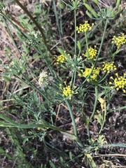 Lomatium ambiguum