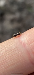 Trypodendron signatum