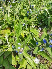 Pentaglottis sempervirens