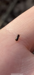 Trypodendron signatum