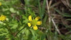 Ranunculus trilobus