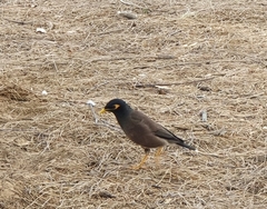 Acridotheres tristis