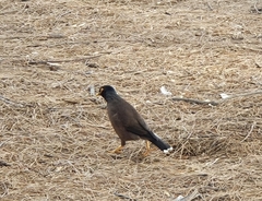 Acridotheres tristis