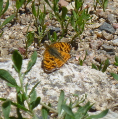Phyciodes pallida