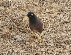 Acridotheres tristis