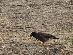 Acridotheres tristis